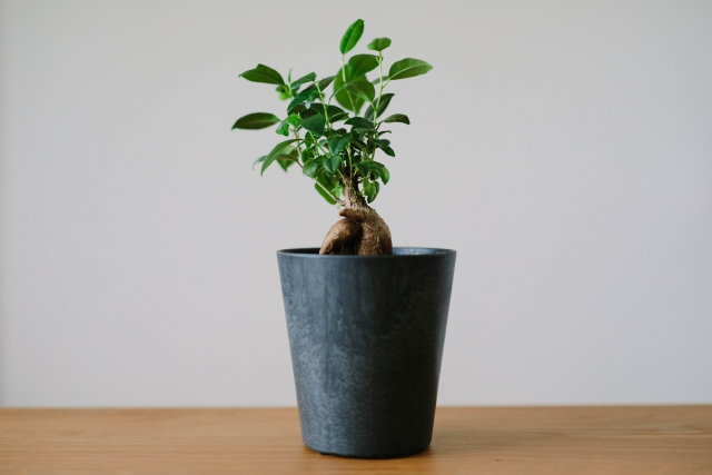 ガジュマル植え替え/ニワナショナルへお持ち込み | お庭の専門店ニワ