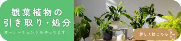 観葉植物の引き取り　バナー