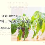 観葉 病害虫 アイキャッチ