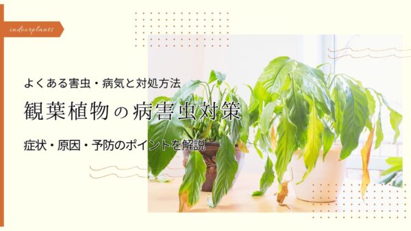 観葉　病害虫　アイキャッチ