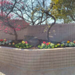 学校の花壇への花植えの作業写真