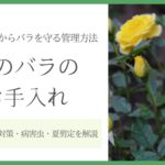 夏のバラのお手入れ