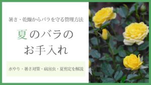 夏のバラのお手入れ