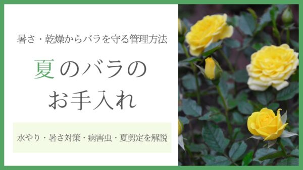 夏のバラのお手入れ