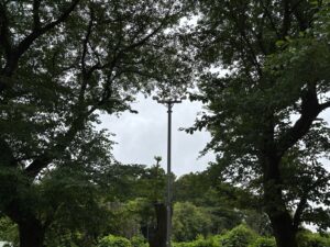 桜の木伐採・枯れ枝除去作業事例写真