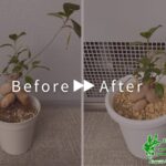 観葉植物の植え替え、引き取りの作業事例 アイキャッチ