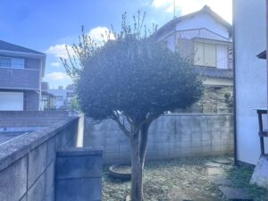 剪定の作業写真