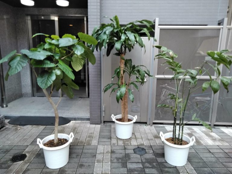 観葉植物の植替え オーナーチェンジプロジェクト 杉並区 お庭の専門店ニワナショナル 東京 埼玉