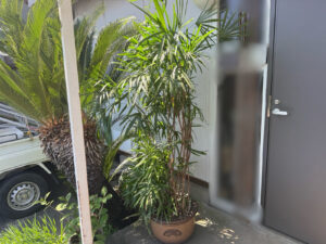 観葉植物（シュロチク）の植え替え・剪定の作業写真before