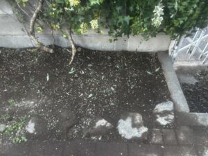 土中伐採、枯れ処置の作業写真