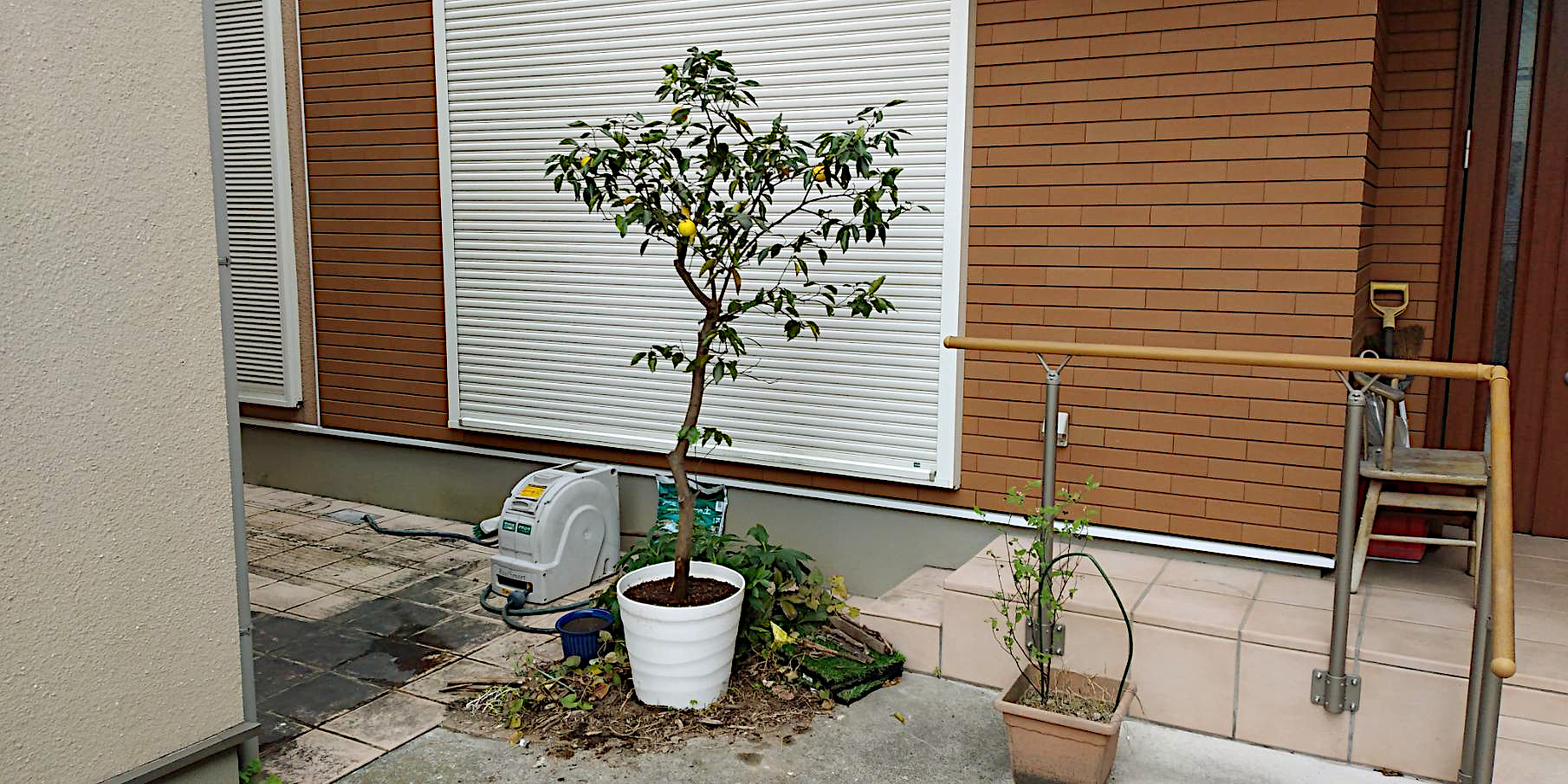 ブルーベリー カボス等の抜根 移植作業 東京都練馬区 お庭の専門店ニワナショナル 東京 埼玉