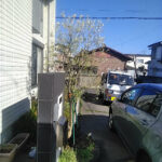 オリーブの剪定と支柱の立て直し／埼玉県加須市