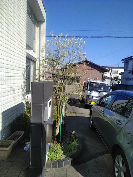 オリーブの剪定と支柱の立て直し／埼玉県加須市