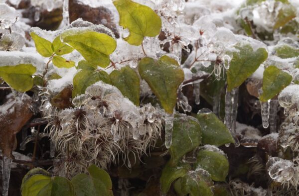 氷がついた植物