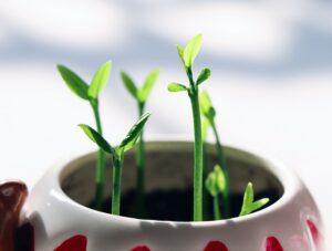 芽が出たばかりの植物