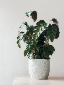 フェイクグリーン