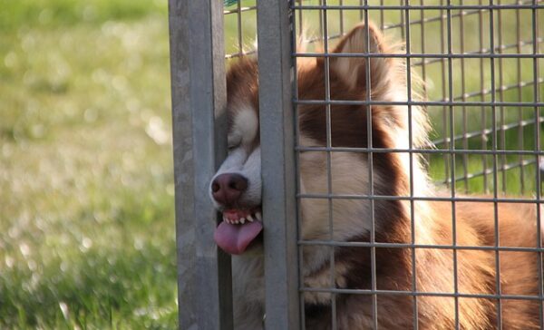 柵に挟まる犬