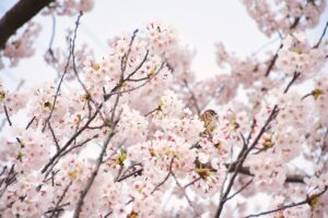 桜（サクラ）