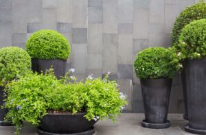 シンプルな鉢植え