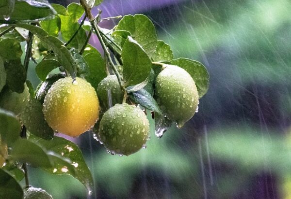 雨に濡れる果実