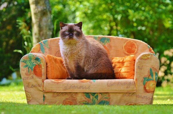 庭のソファの上の猫