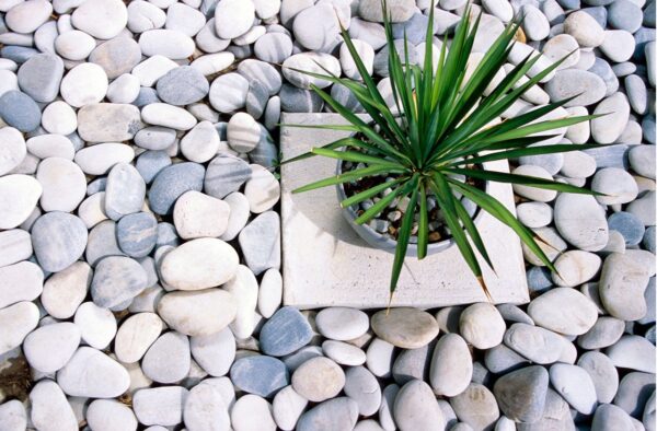 鉢植と石