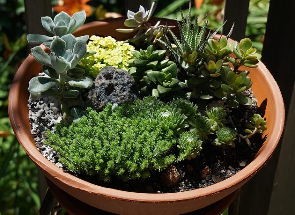 多肉植物_寄せ植え