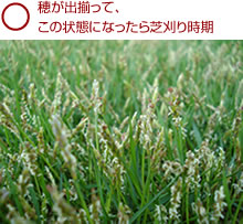 芝張り後2ヶ月ーｔｍ9の穂刈りをしました 4 6月は穂刈りの時期です お庭の専門店ニワナショナル 東京 埼玉