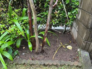 シャラの木の抜根