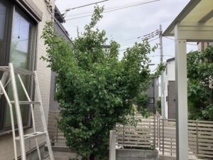 剪定・消毒の作業写真