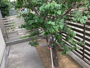 剪定・消毒の作業写真