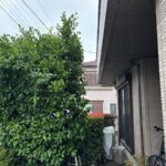 ミカンの剪定