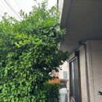 ミカンの剪定