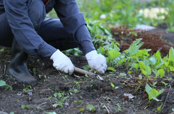 雑草取り